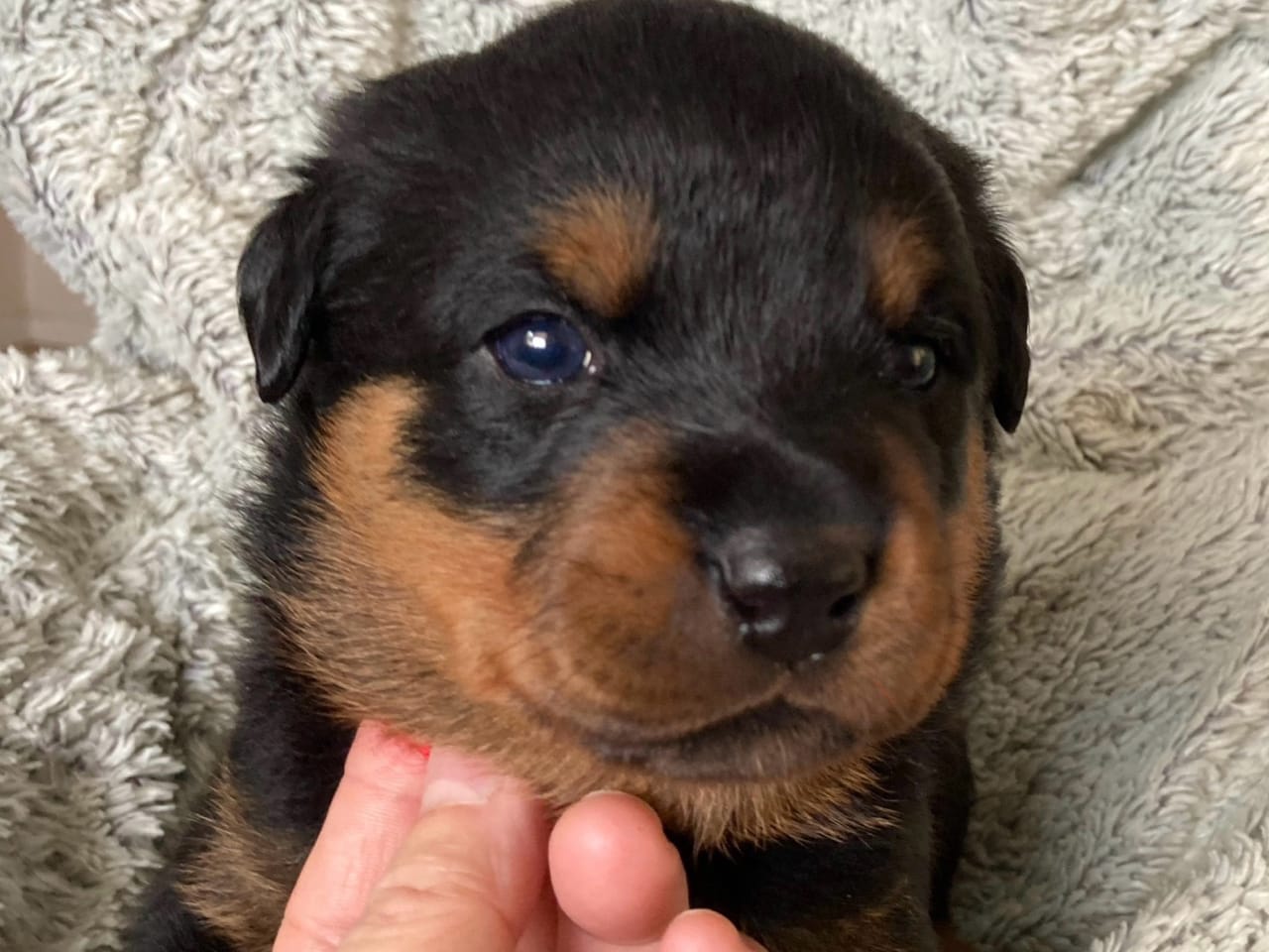 Rottweiler