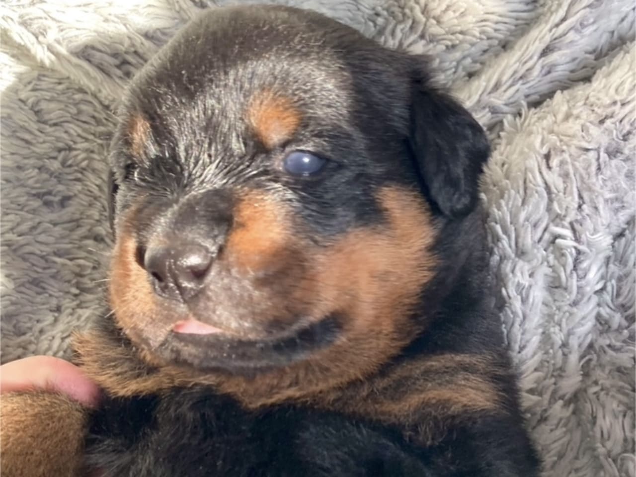 Rottweiler · 2025-12-21 · östervåla · Dexline's