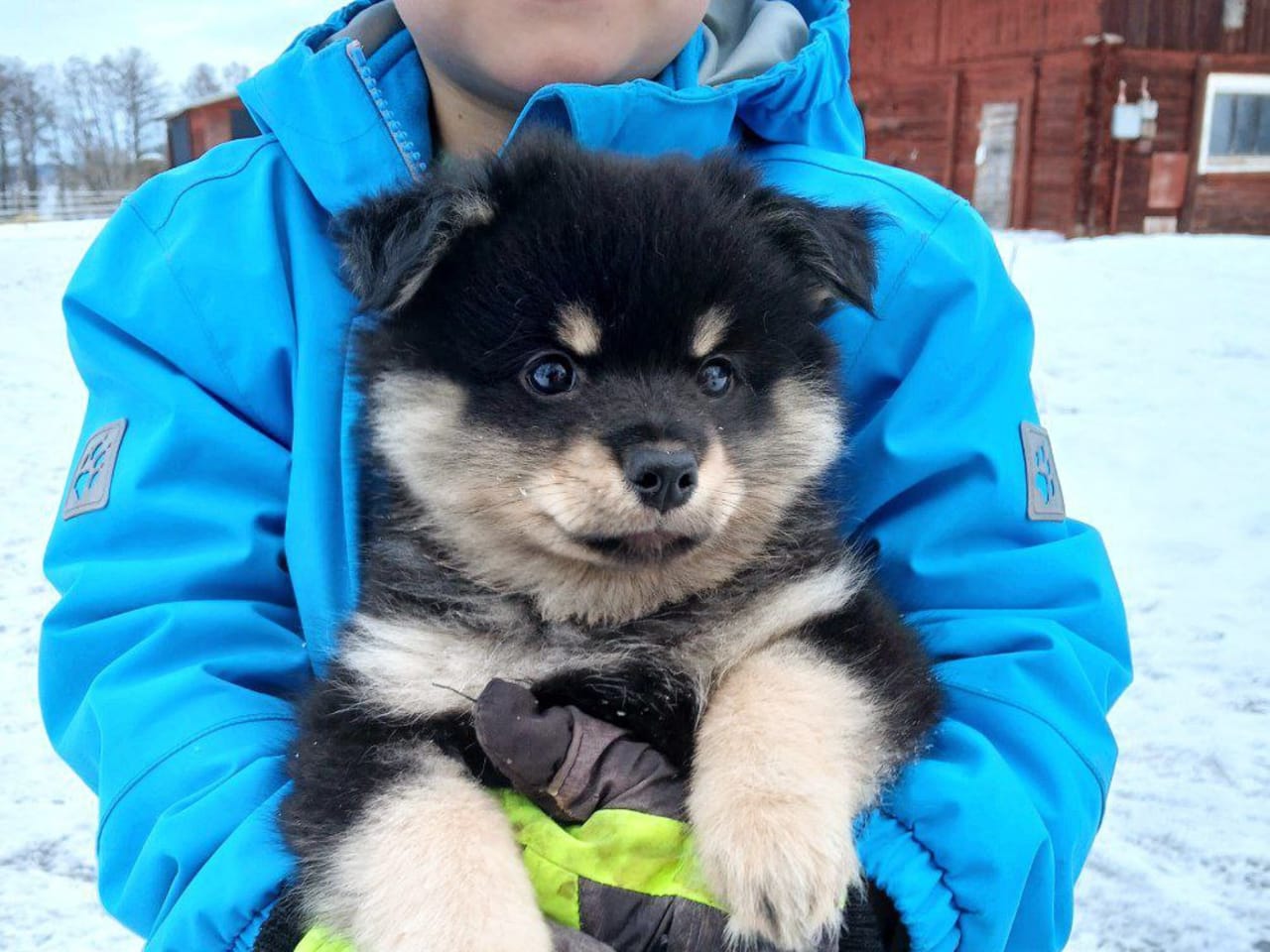 Tysk Mittelspitz · 2025-11-24 · Tierp · Rusthagens