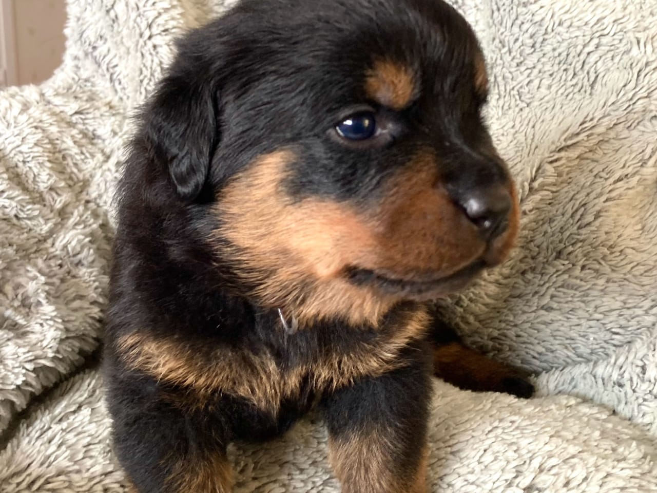 Rottweiler · 2025-12-21 · östervåla · Dexline's