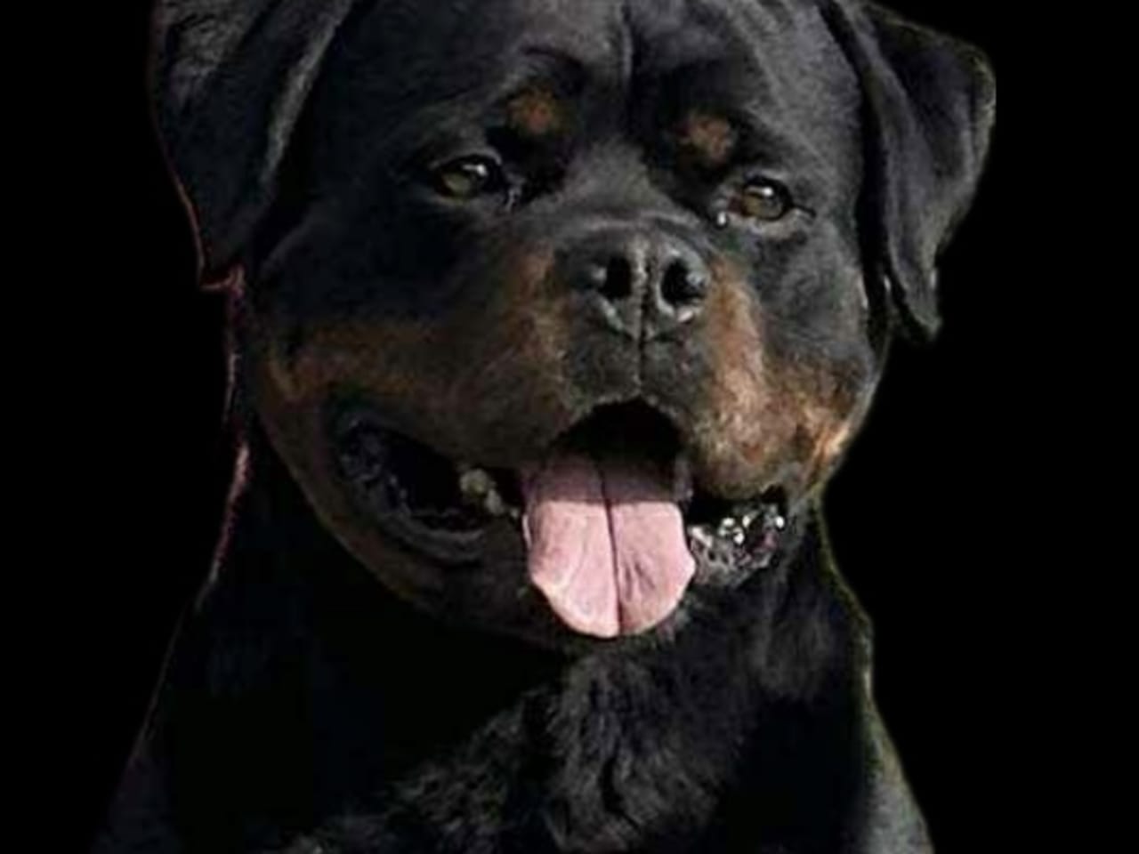 Rottweiler · 2025-12-21 · östervåla · Dexline's