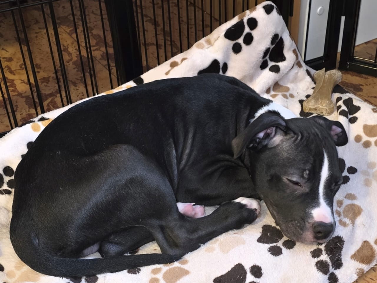 American bully · 2025-10-23 · Bromölla · Annelie L.