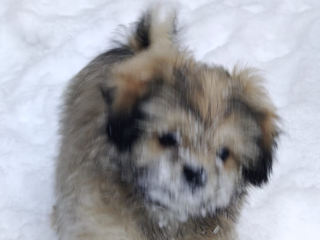 Tibetansk spaniel/Lhasa Apso · 2025-10-20 · Skepplanda · Jennie Å.