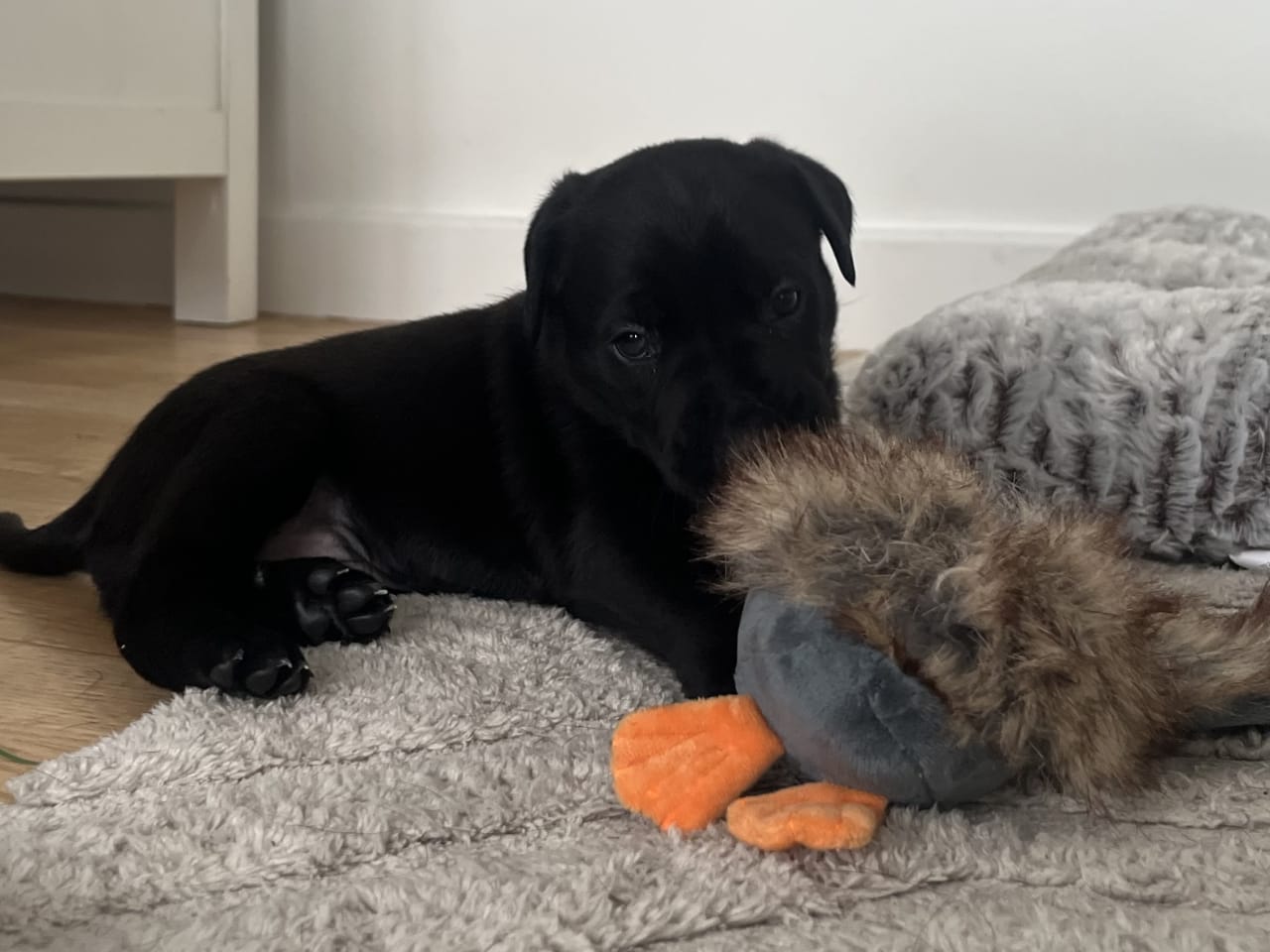 Blandras · 2025-12-07 · Frillesås · Weronika Z.