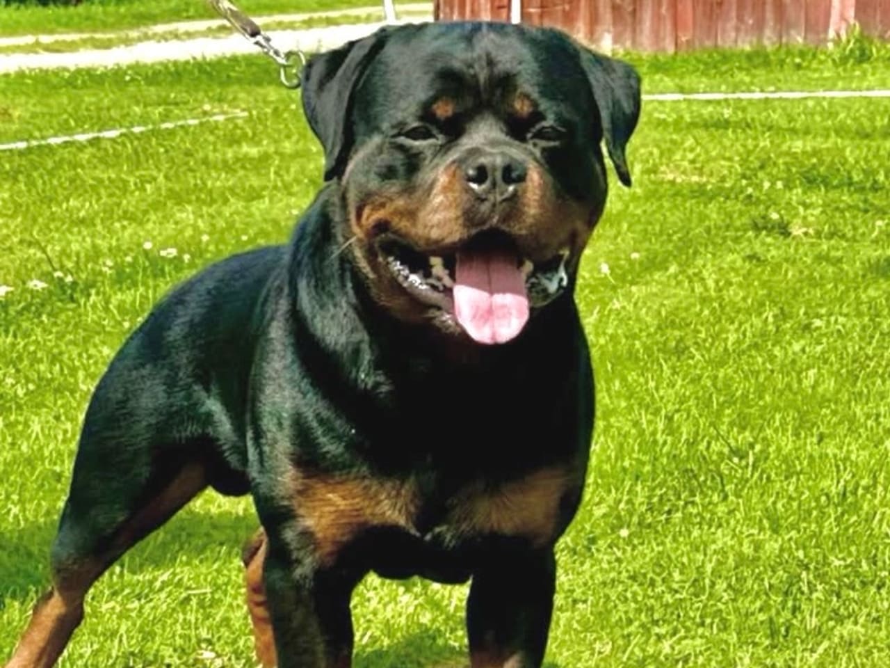 Rottweiler · 2025-12-21 · östervåla · Dexline's