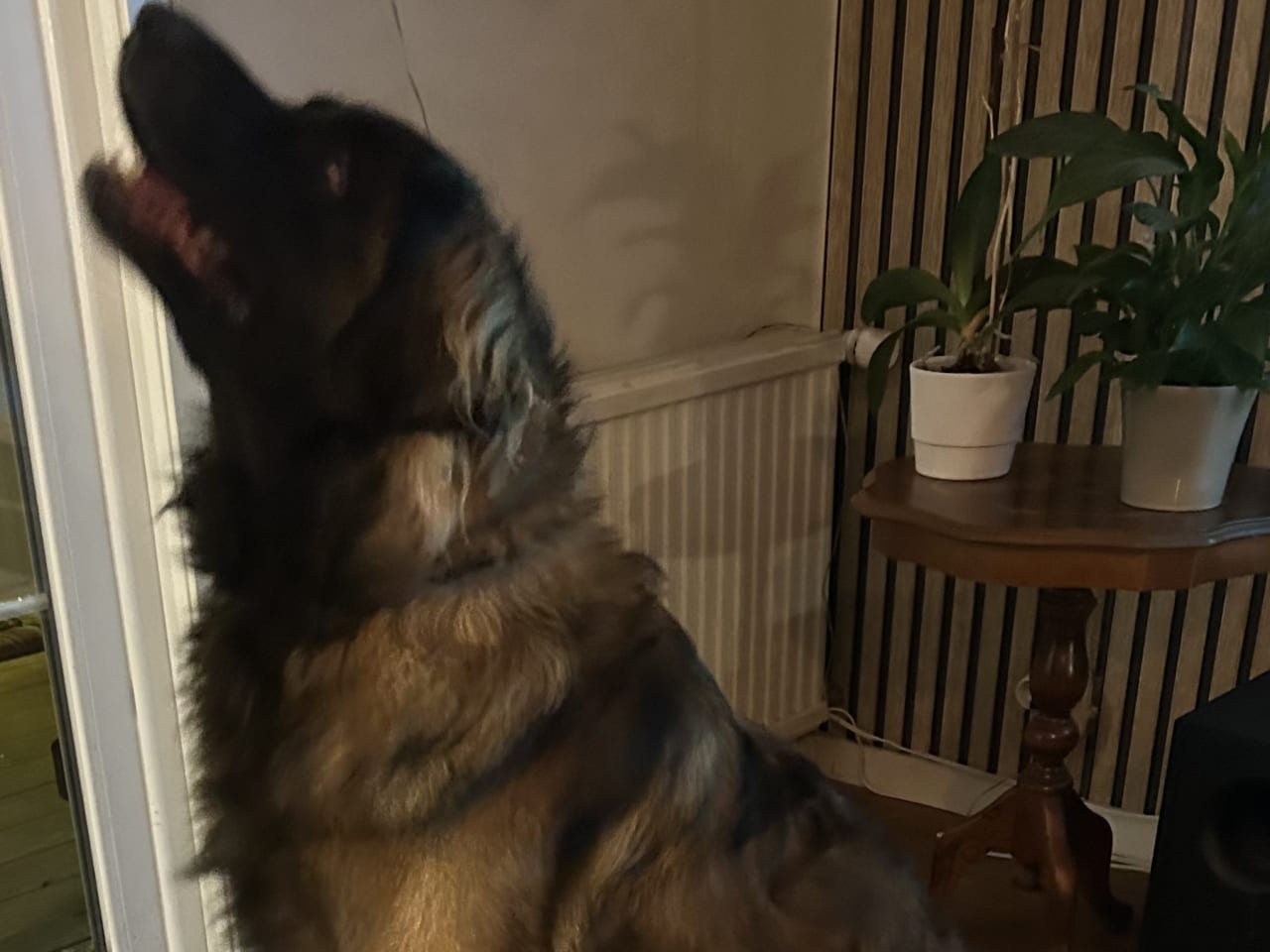 Leonberger · 2026-01-10 · Sävsjö · VARGBITEN'S