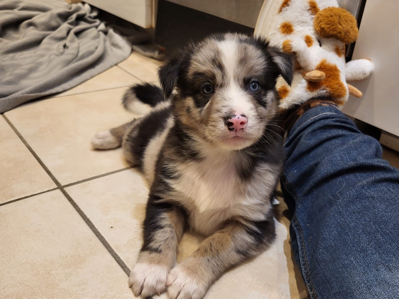 Blandras · 2025-10-23 · Ljungbyhed · My Sweet Monster