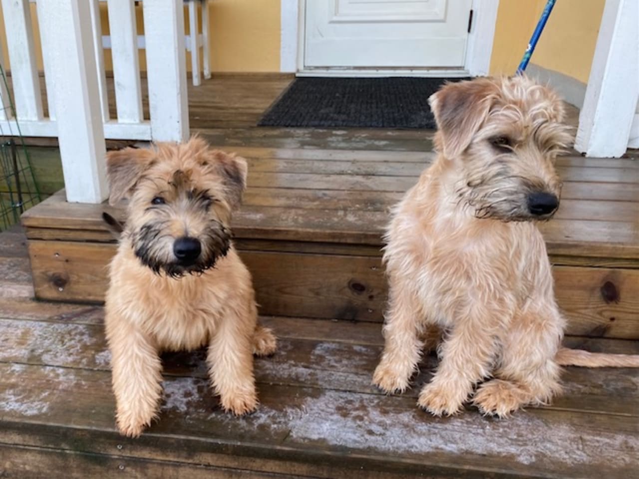 Irish softcoated wheaten terrier · 2025-09-14 · Vellinge · Antikens