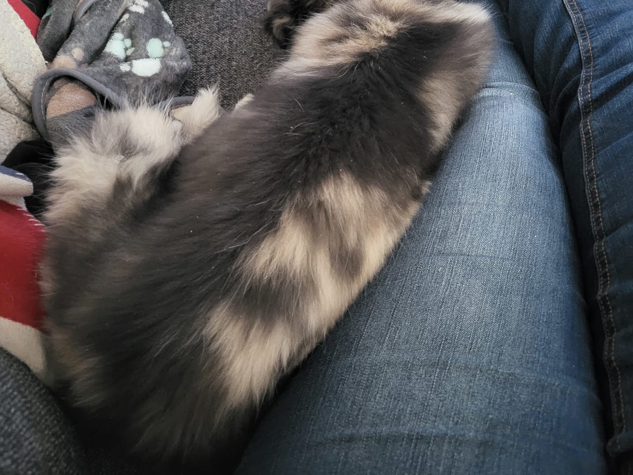 Blandras · 2025-10-23 · Ljungbyhed · My Sweet Monster