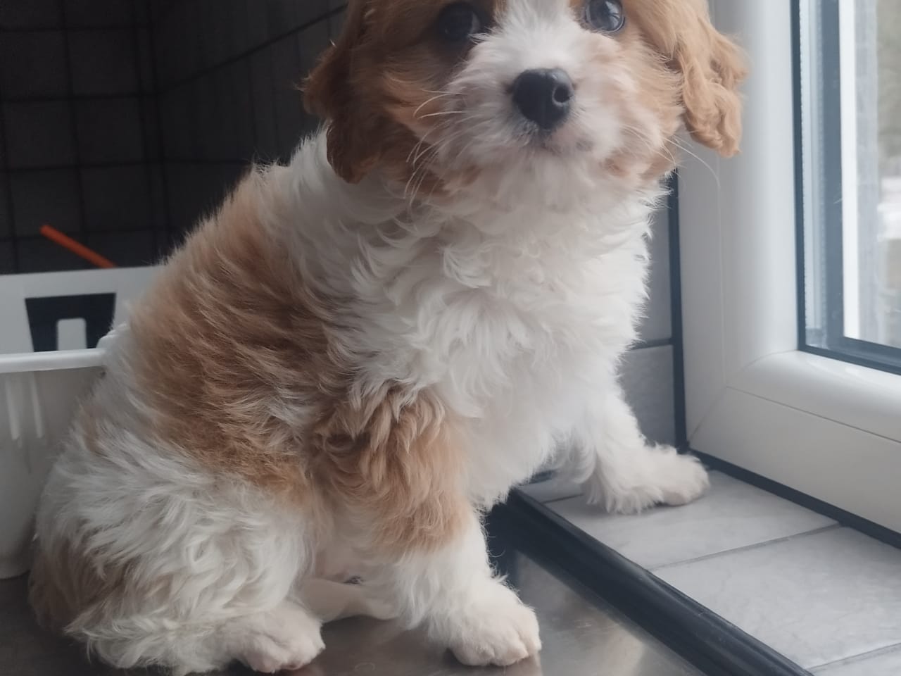 Cavapoo · 2025-11-07 · Hjortkvarn · Tanja N.