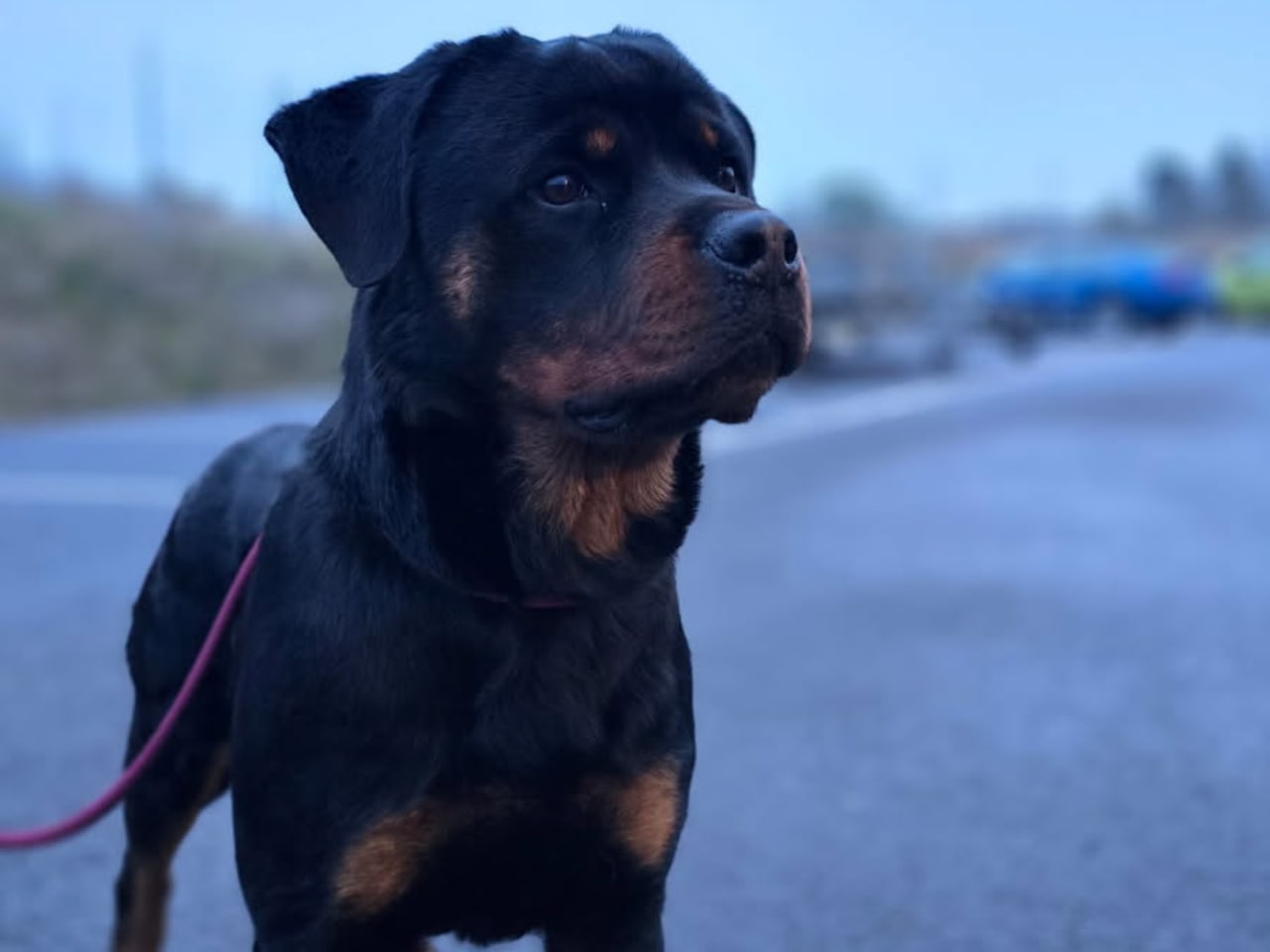 Rottweiler