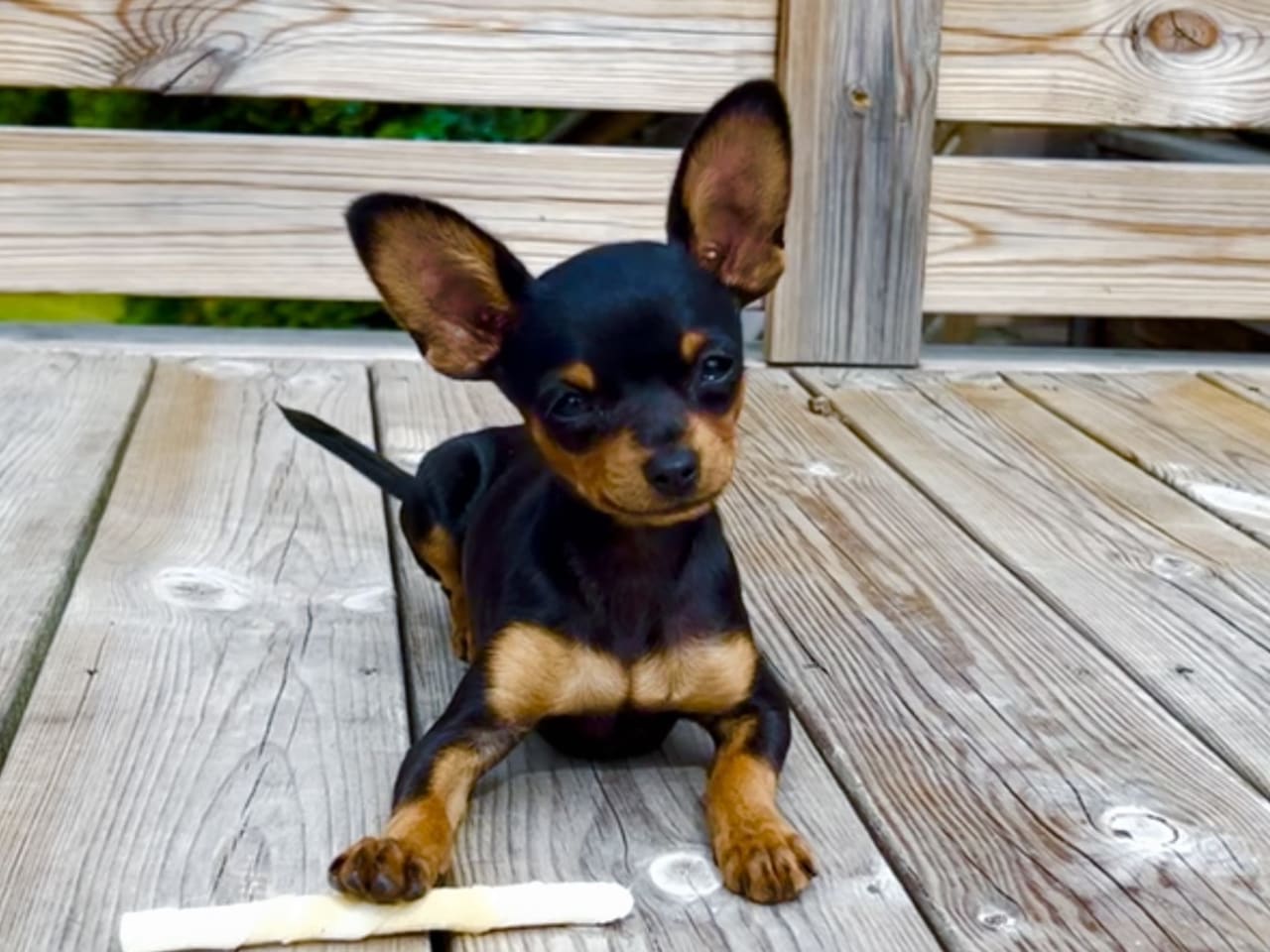 Russkiy toy · 2026-02-11 · Nybro · Maximo Toys