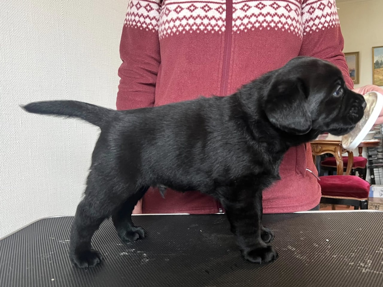 Labrador retriever · 2025-12-11 · Stillingsön · Ingmos