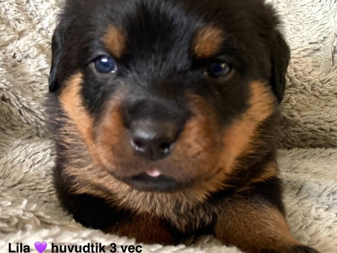 Rottweiler · 2025-12-21 · östervåla · Dexline's