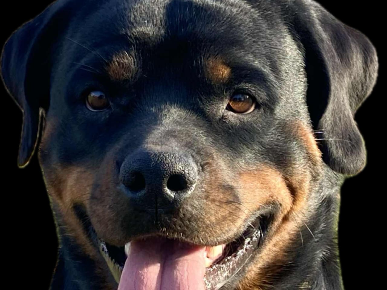 Rottweiler · 2025-12-21 · östervåla · Dexline's