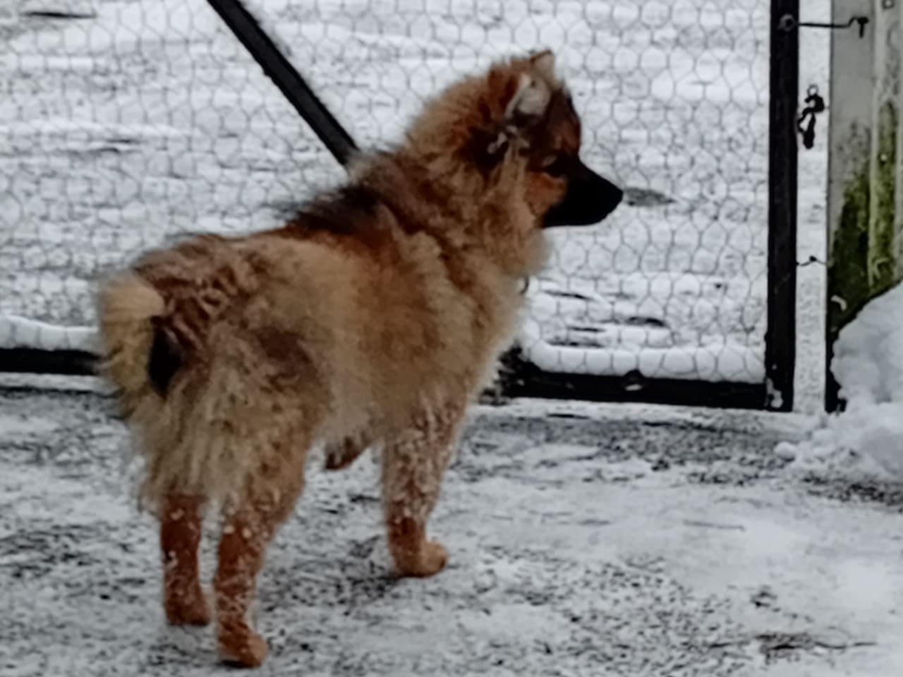 Tysk spets – mittelspitz