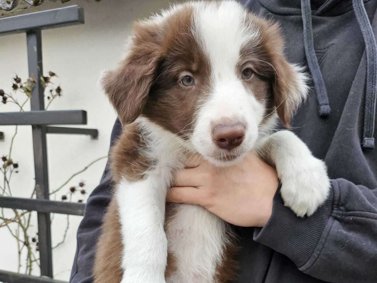 Border collie · 2025-11-30 · Sjöbo · Ruckeltofta Gård