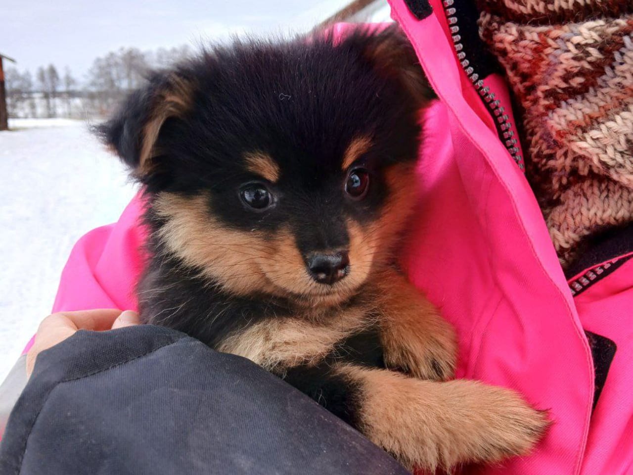 Tysk Mittelspitz · 2025-11-24 · Tierp · Rusthagens