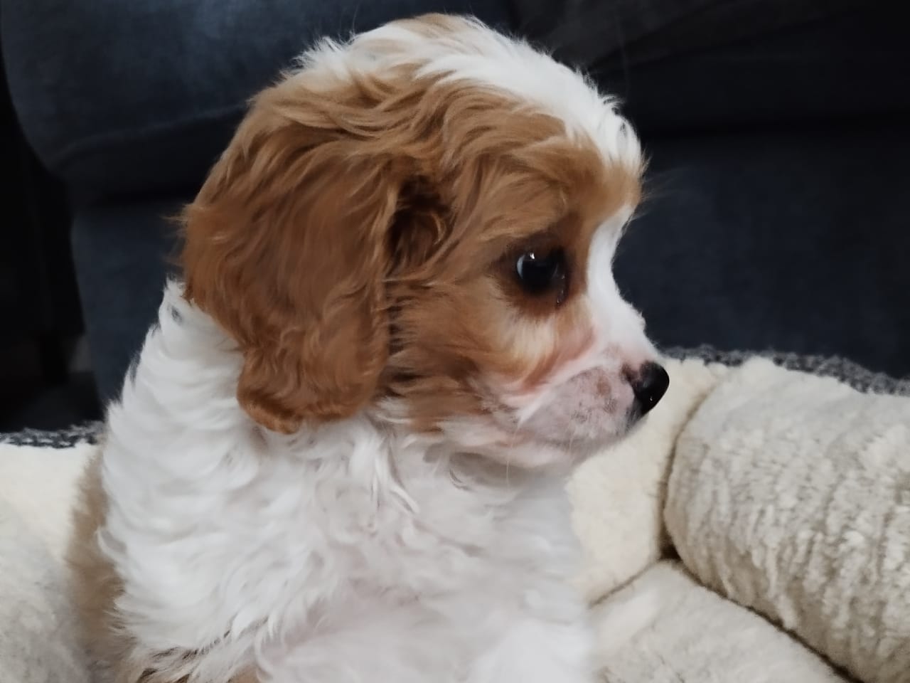 Cavapoo · 2025-11-07 · Hjortkvarn · Tanja N.