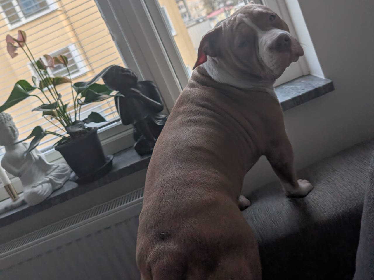 American bully · 2025-06-09 · Norrköping · Jonathan B.