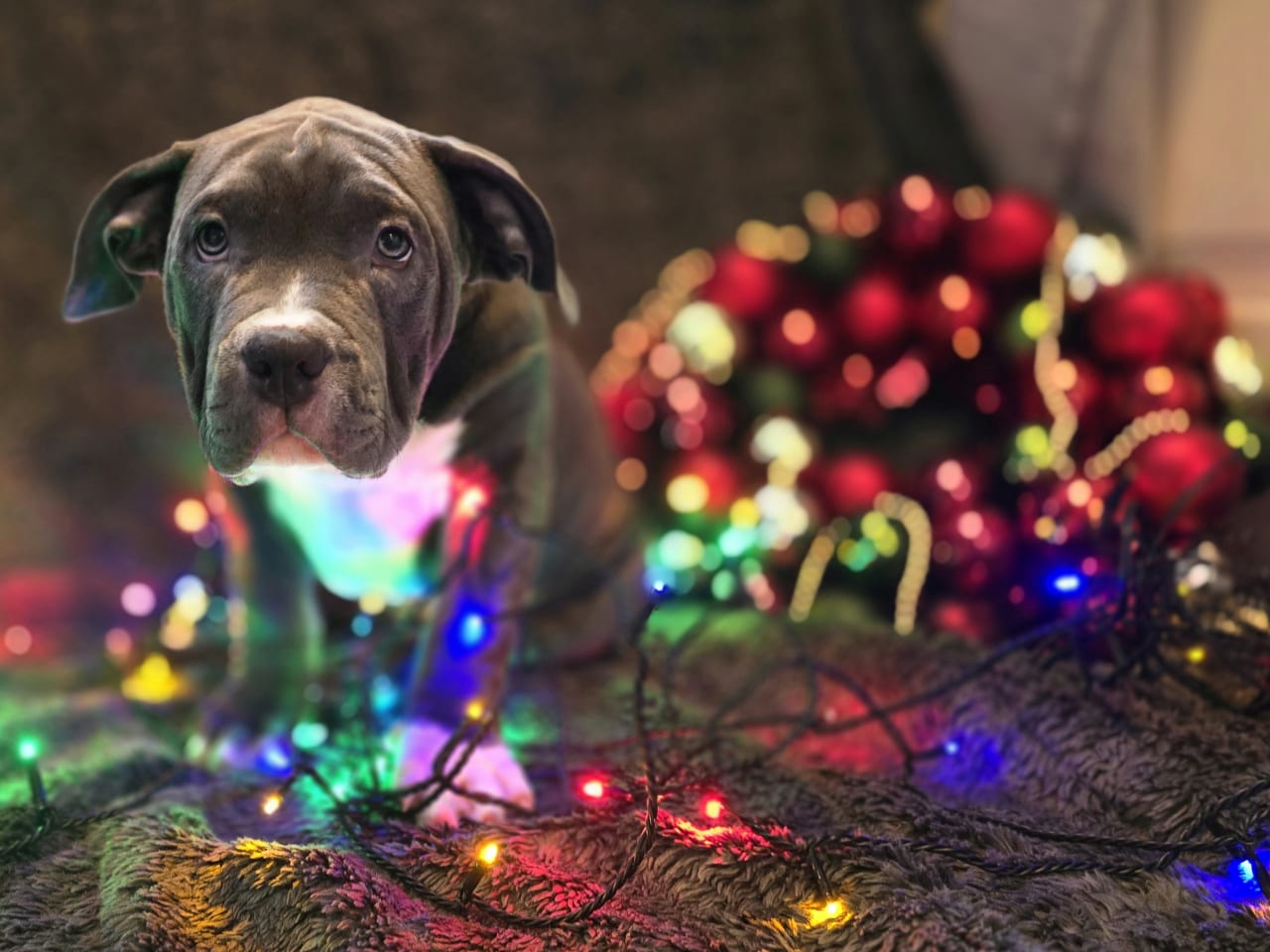 American bully · 2025-09-09 · Värnamo · Stephanie T.