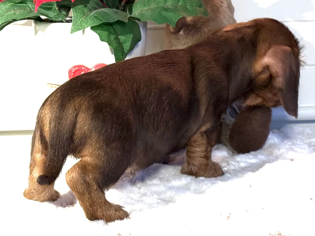 Strävhårig dvärg tax · 2025-11-28 · Rö · Royal Crystal