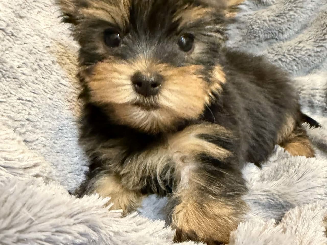Yorkshireterrier · 2025-11-23 · Tumba · Samuel P.
