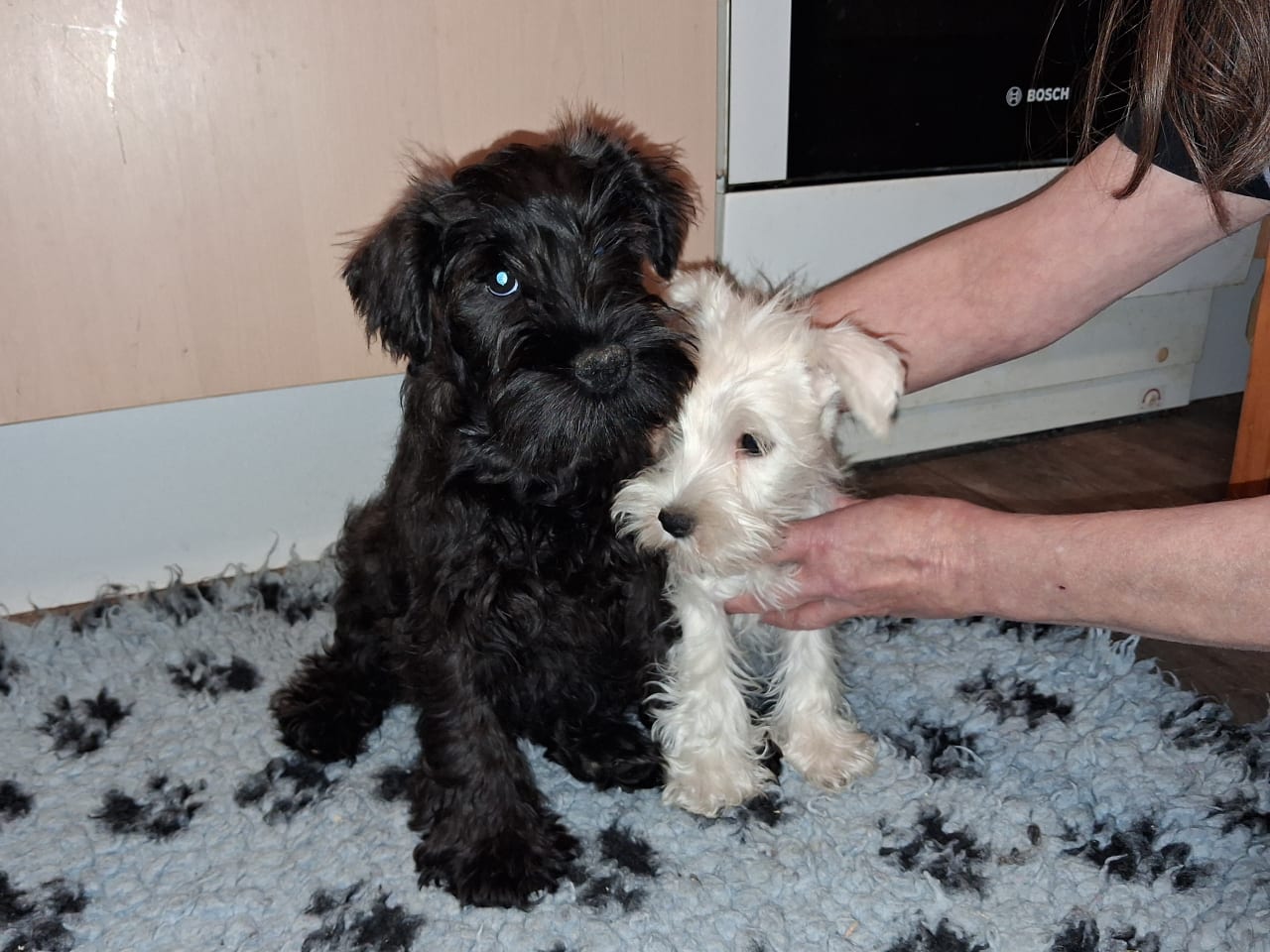 Dvärgschnauzer · 2025-11-30 · Strängnäs · Skuggiz