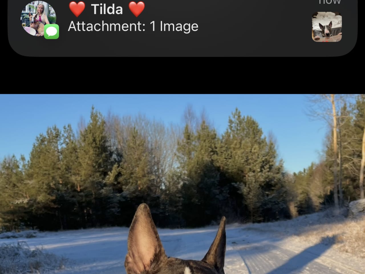 Miniature bull terrier