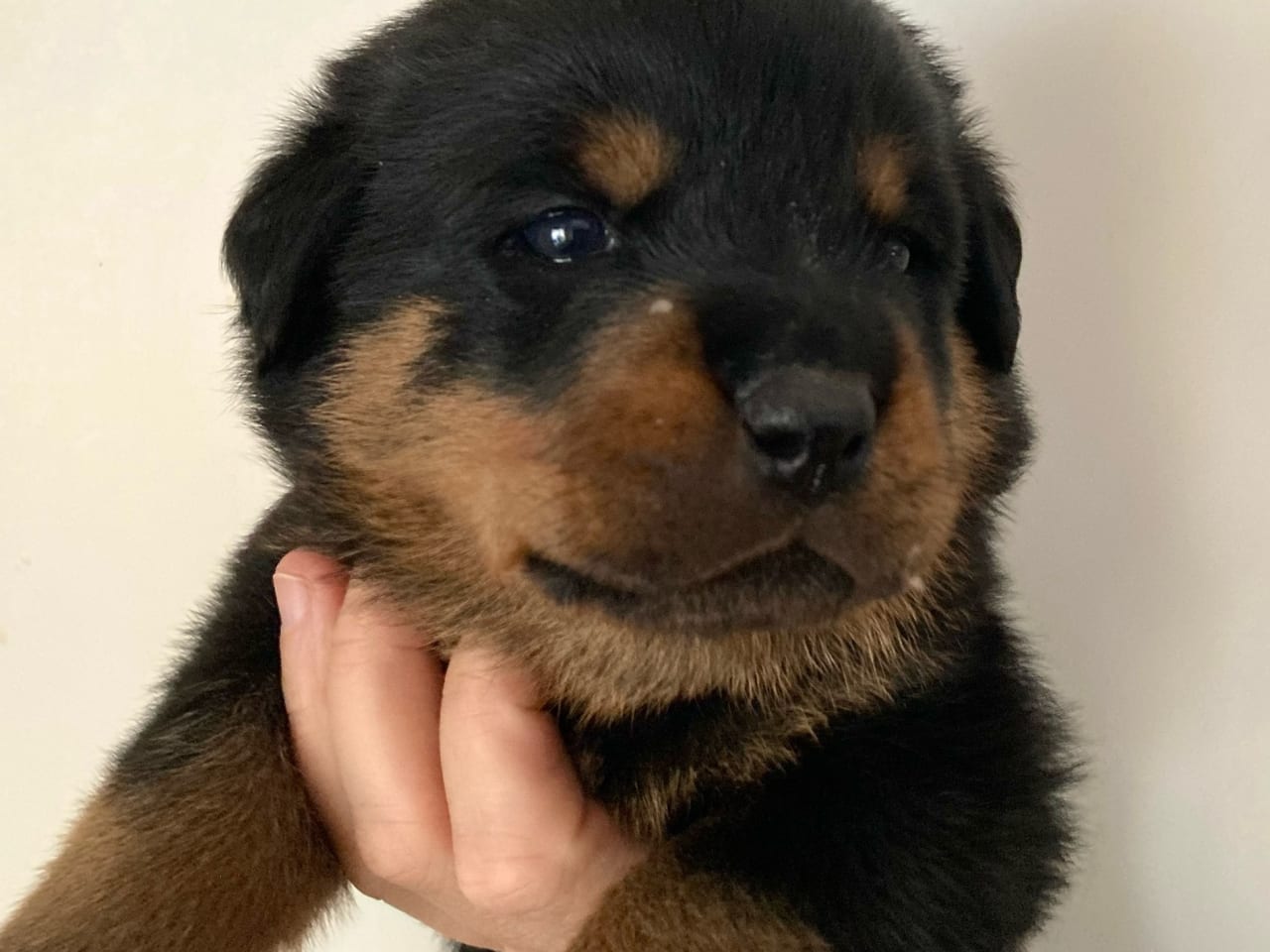 Rottweiler