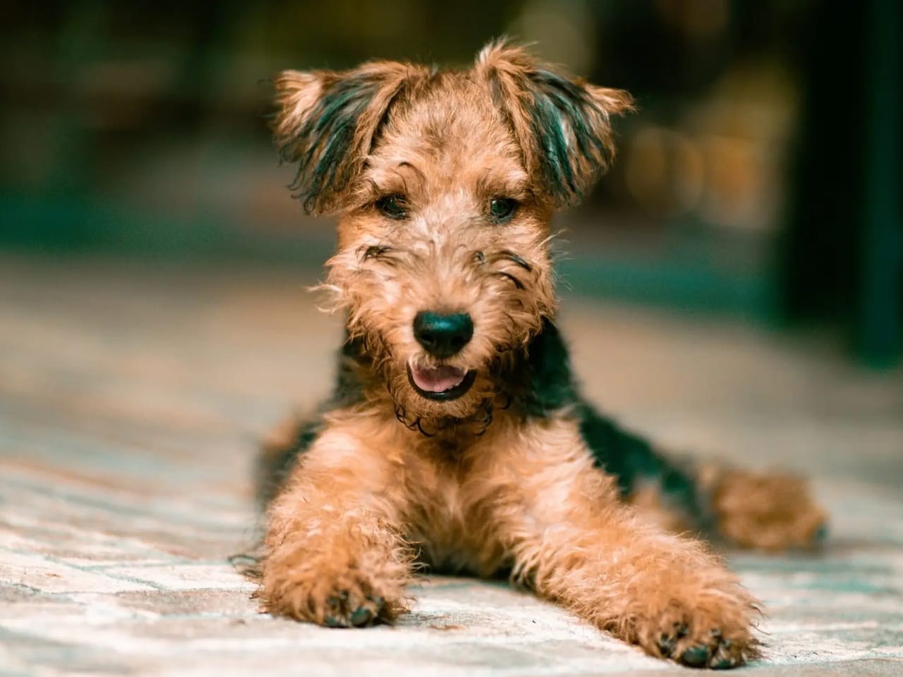 Airedaleterrier