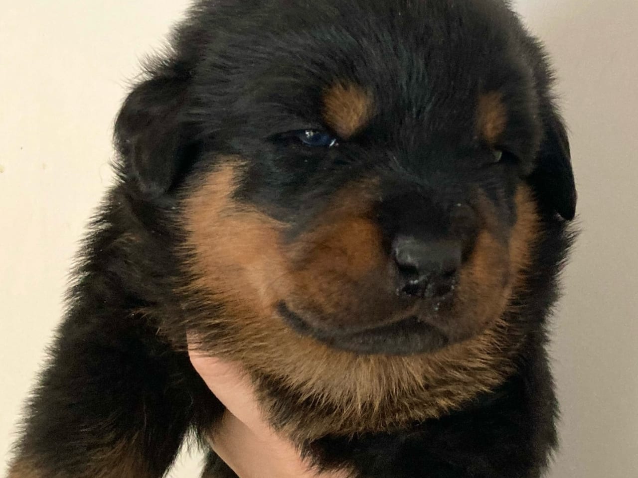Rottweiler · 2025-12-21 · östervåla · Dexline's