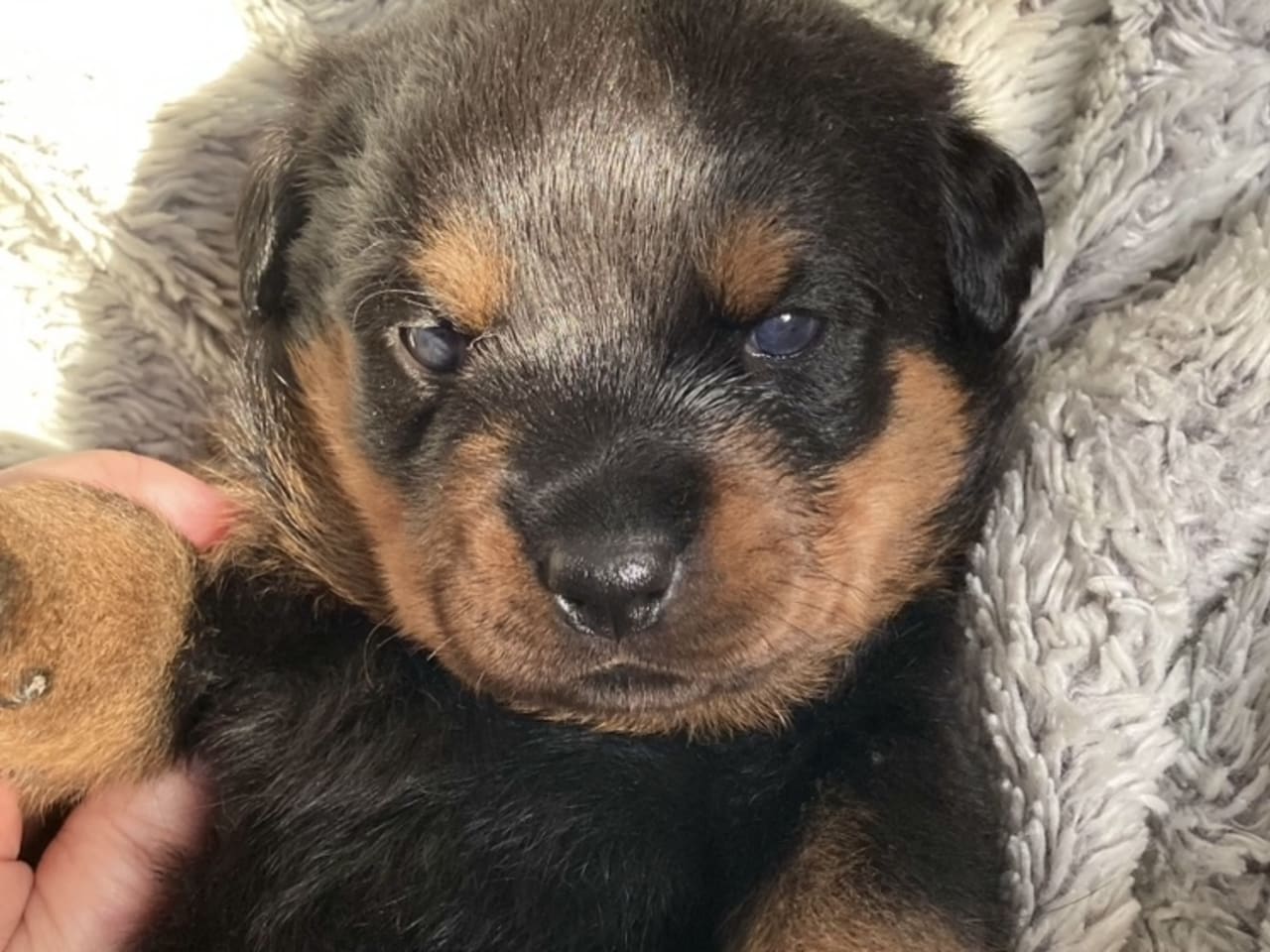 Rottweiler · 2025-12-21 · östervåla · Dexline's