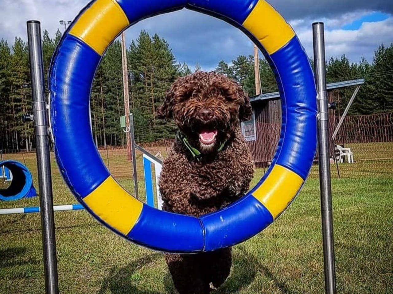 Bellamigo Laid Back Sally Brown