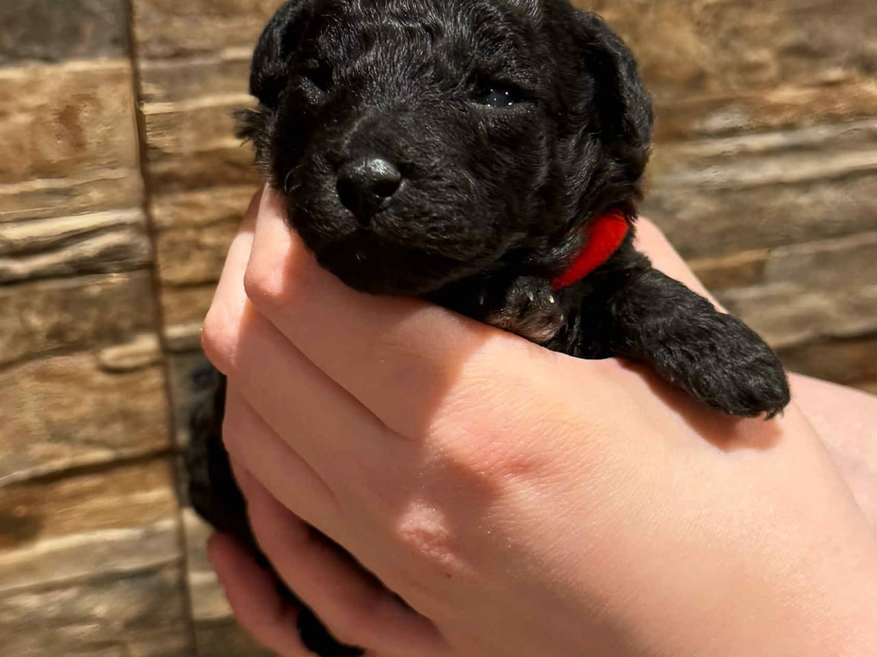 A’Liewehrs Hedwig Keisler