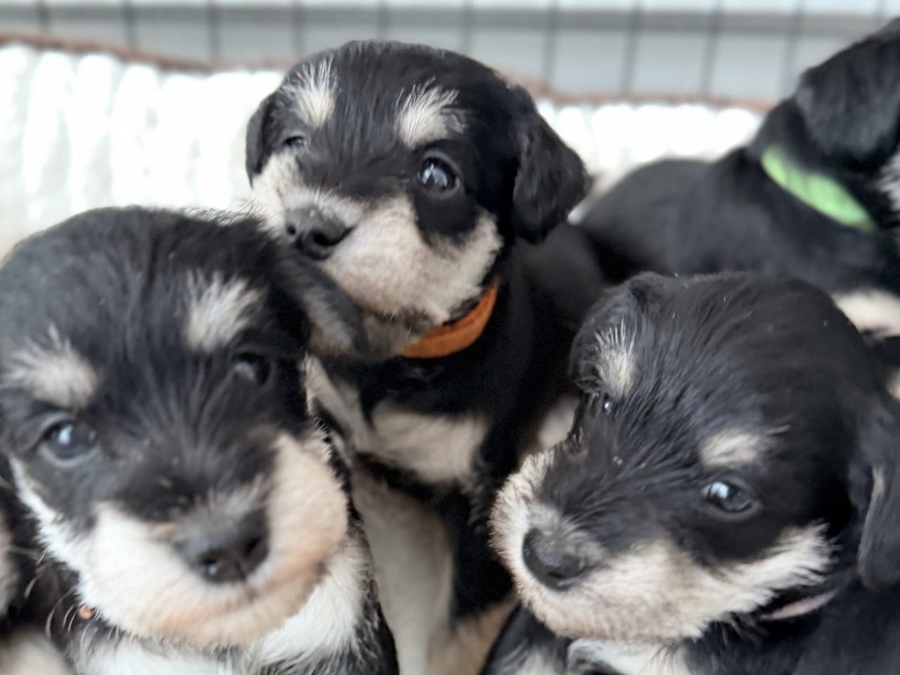 Dvärgschnauzer svart/silver