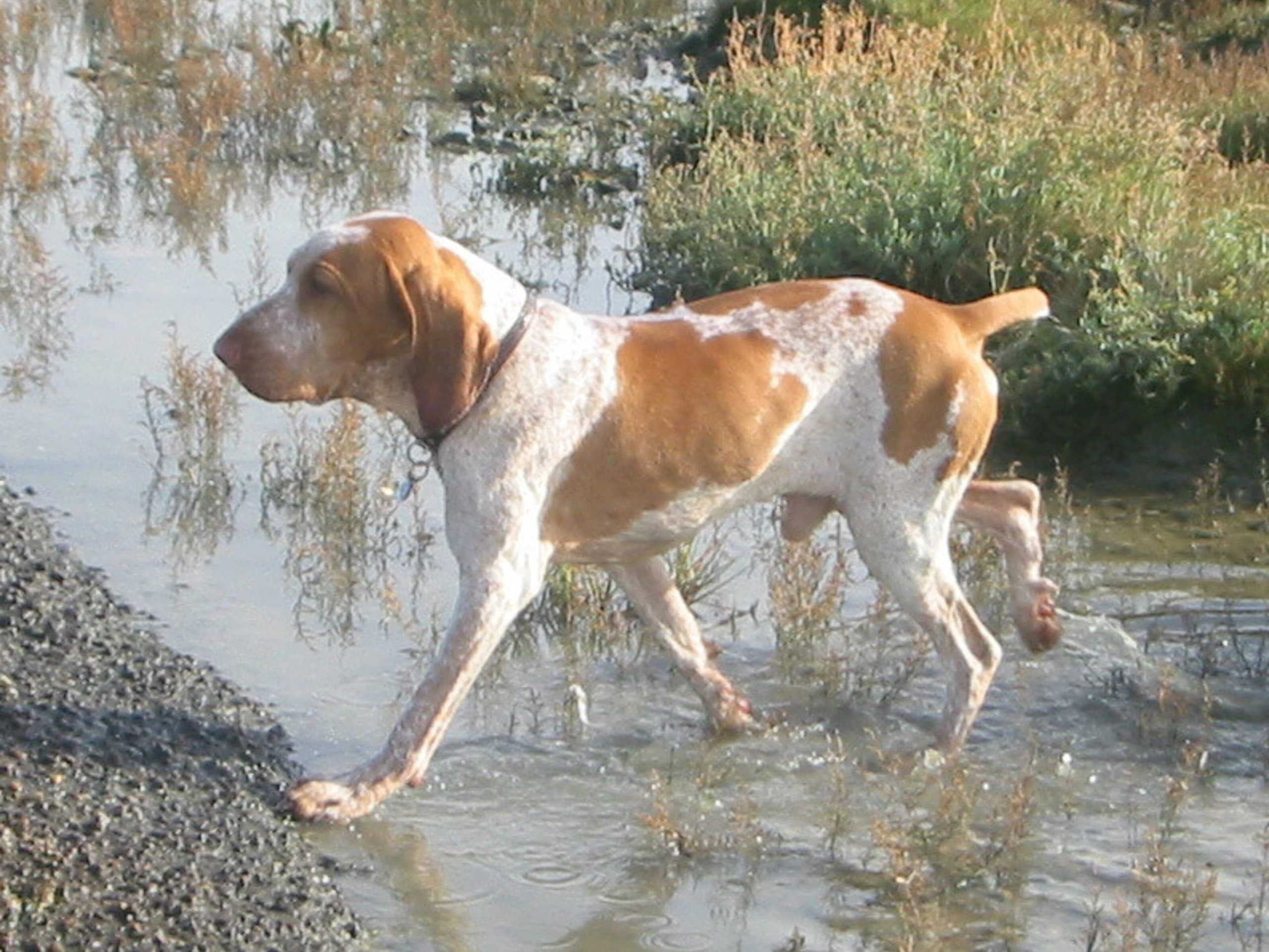 Bracco Italiano
