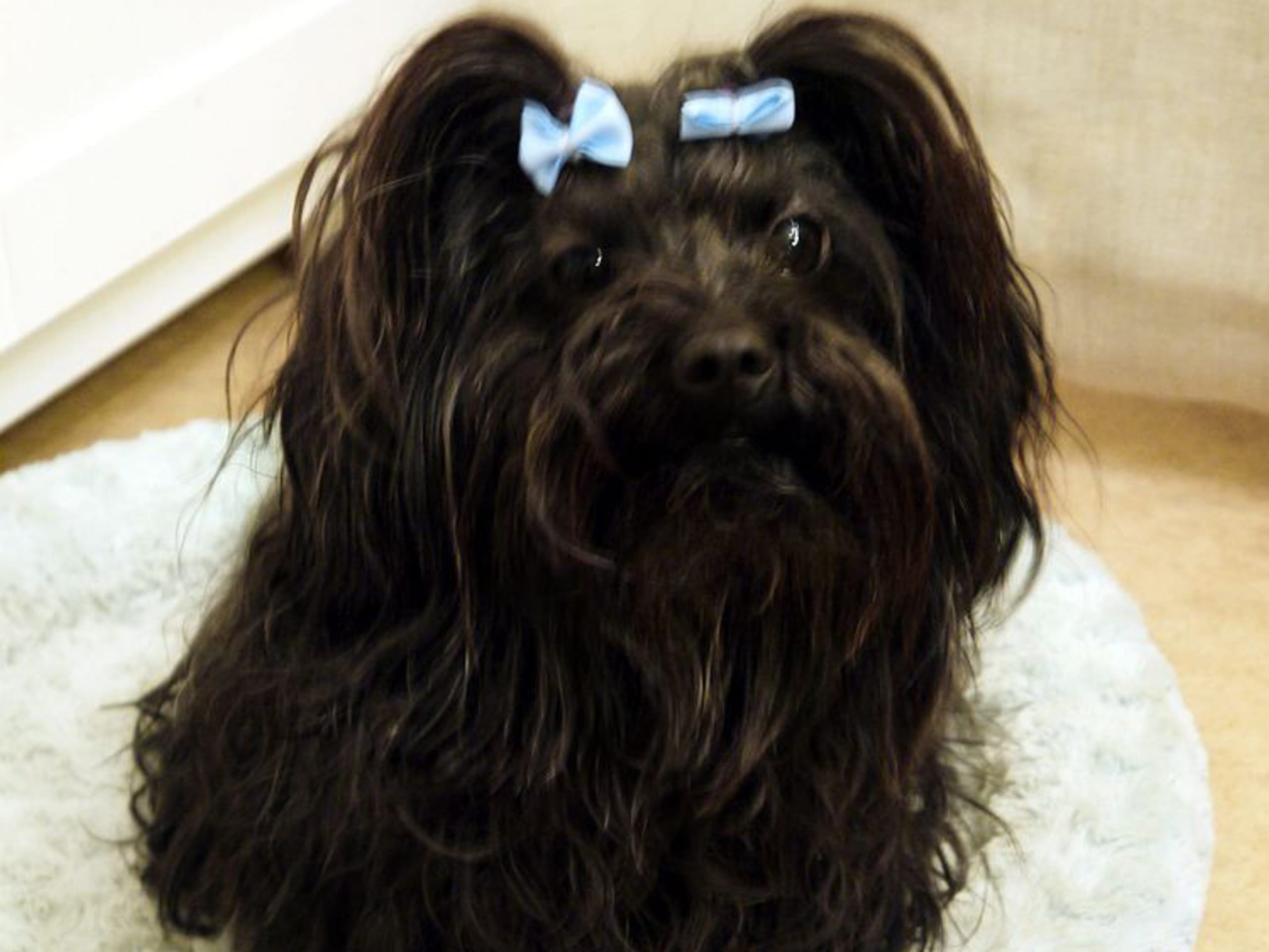 Russian Tsvetnaya Bolonka