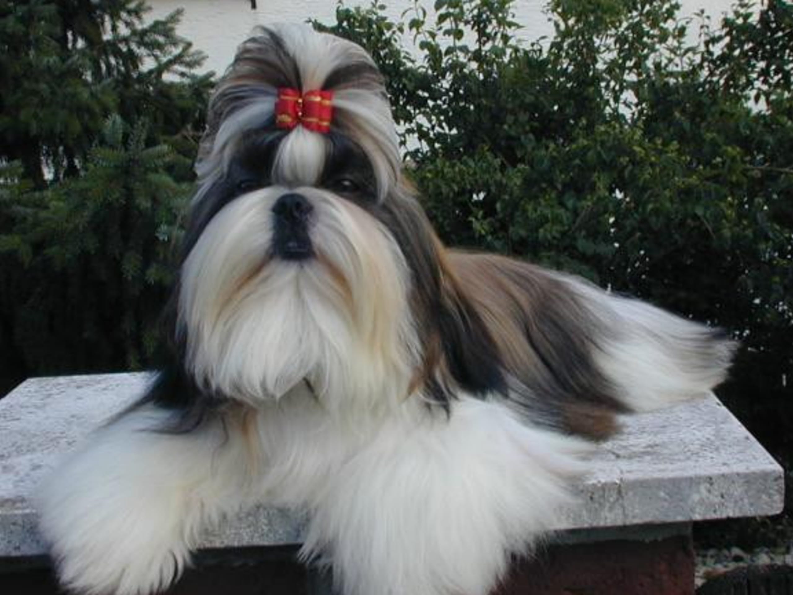 Shih Tzu