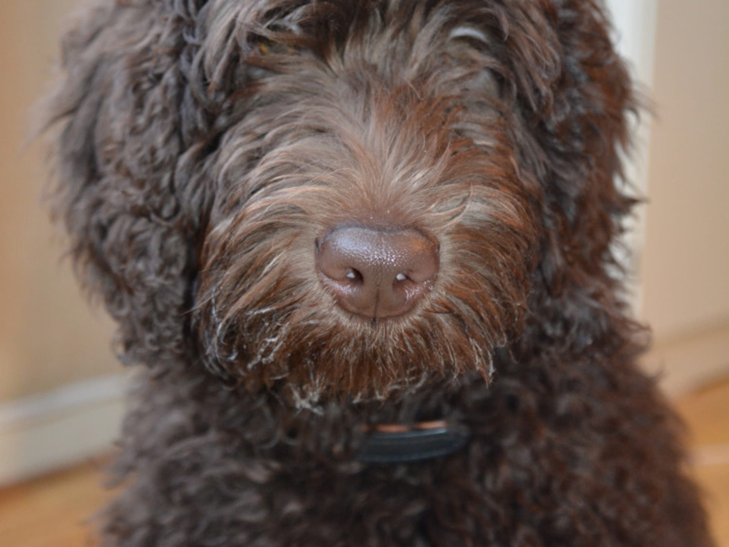 Labradoodle