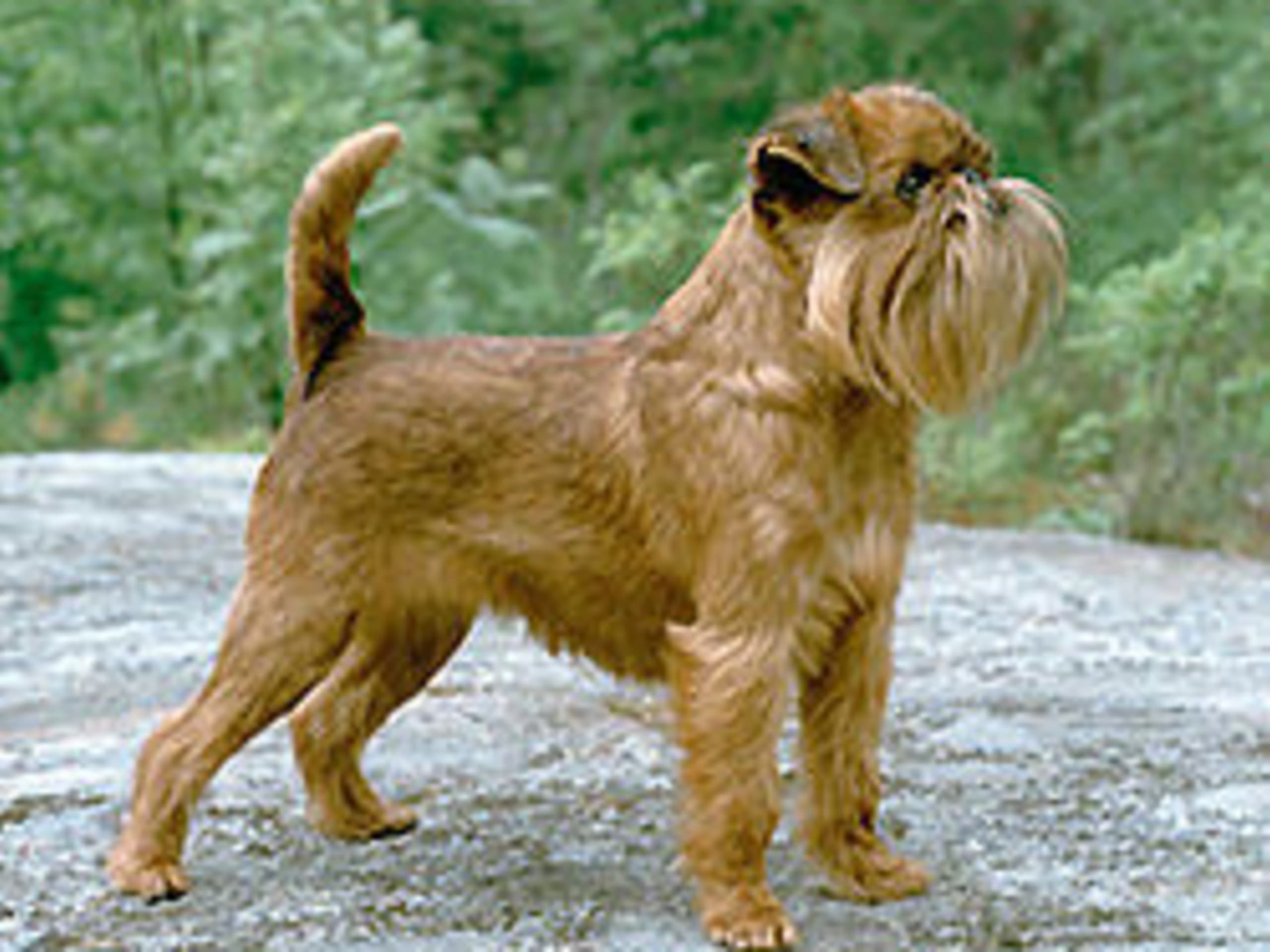 Brussels Griffon