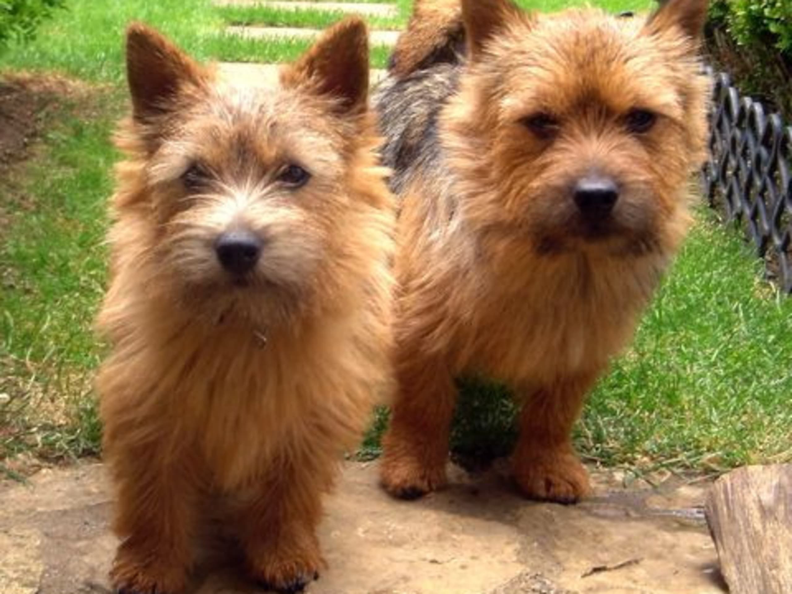 Norwich Terrier