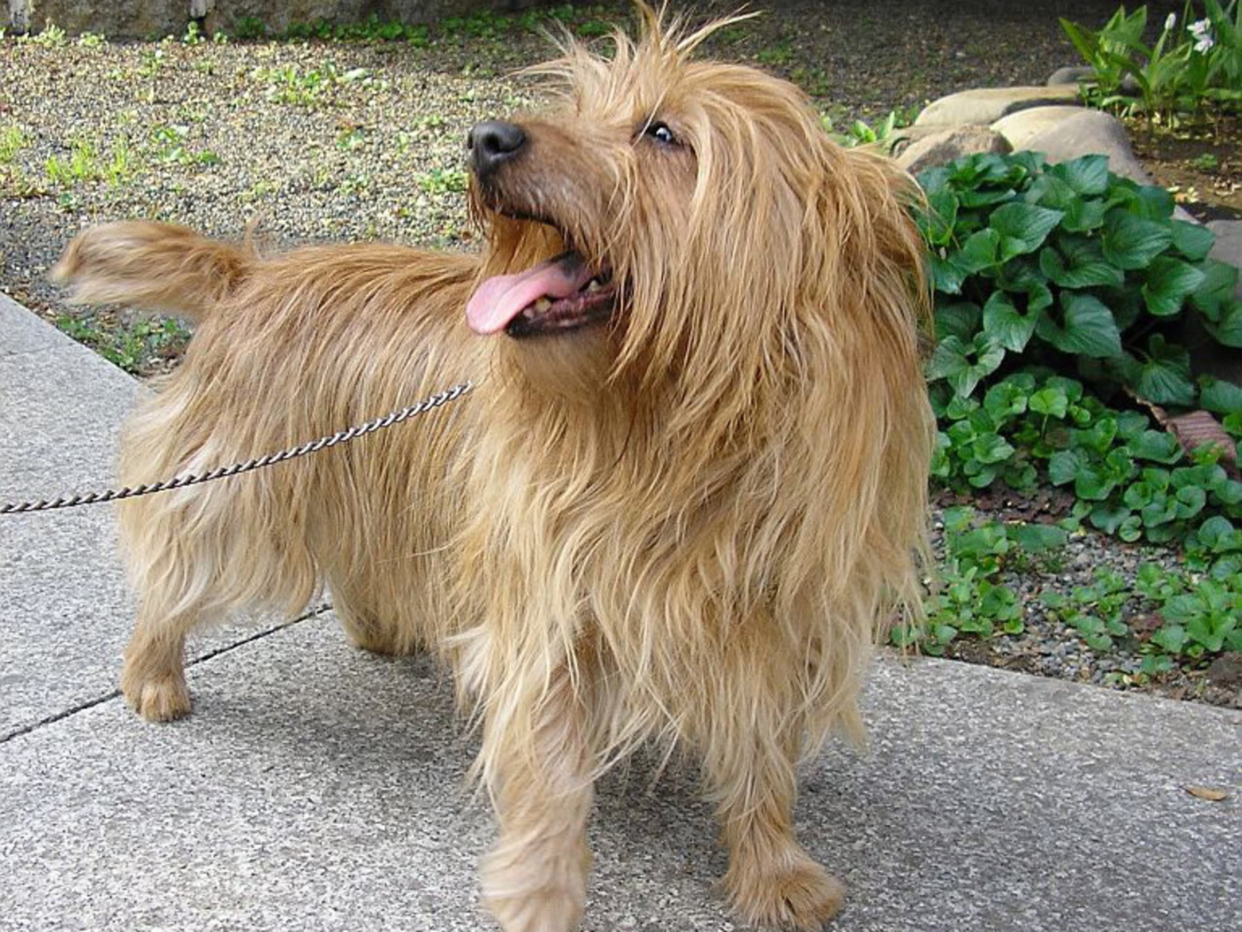 Australian Terrier