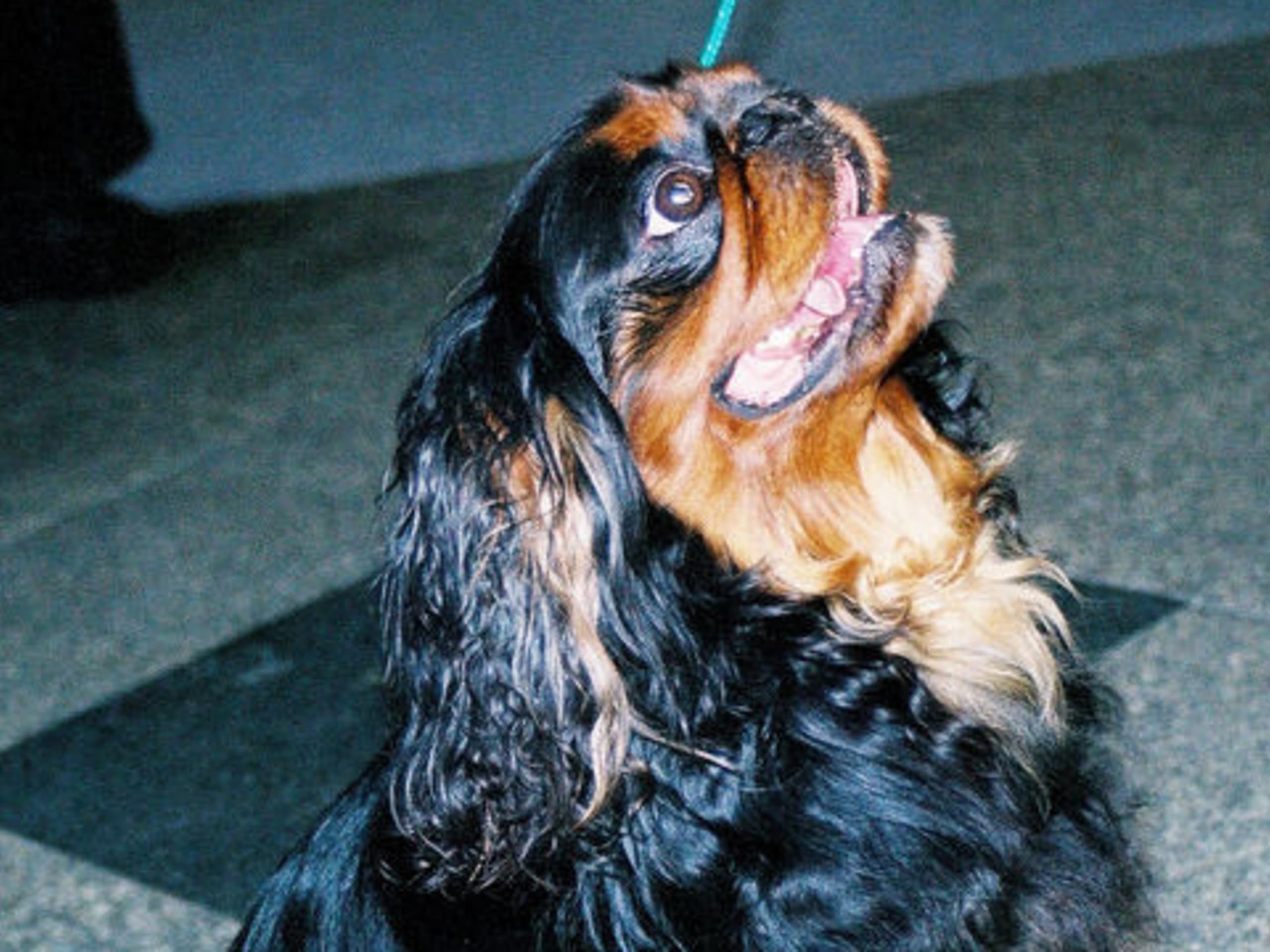 King Charles Spaniel