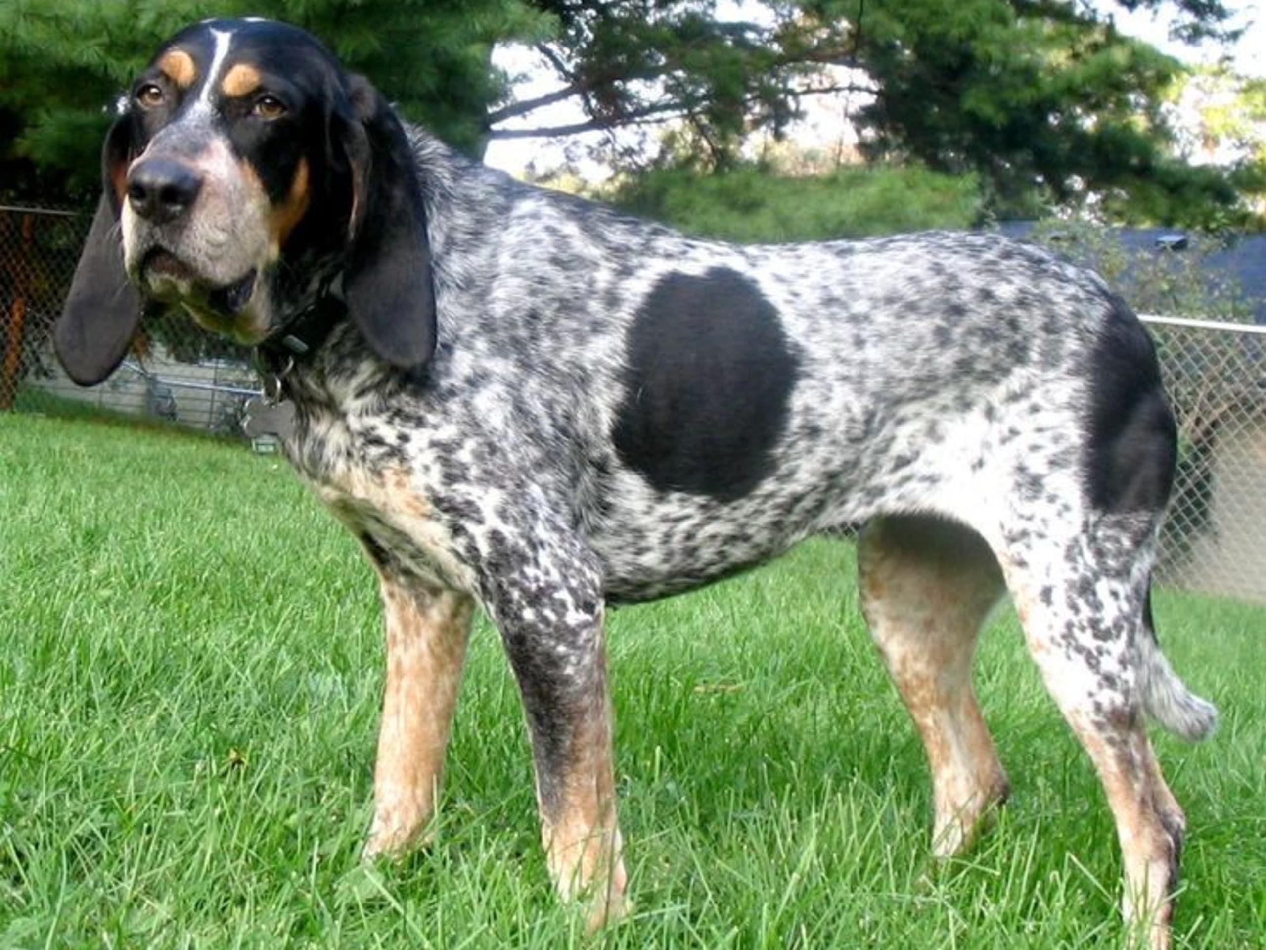 Bluetick Coonhound