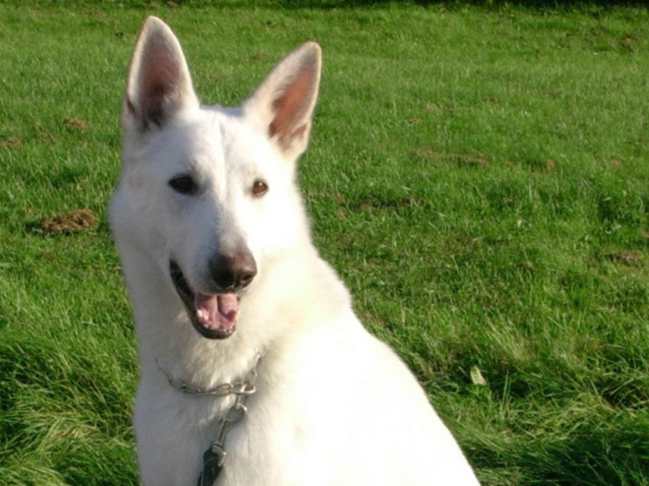 White Swiss Shepherd Dog