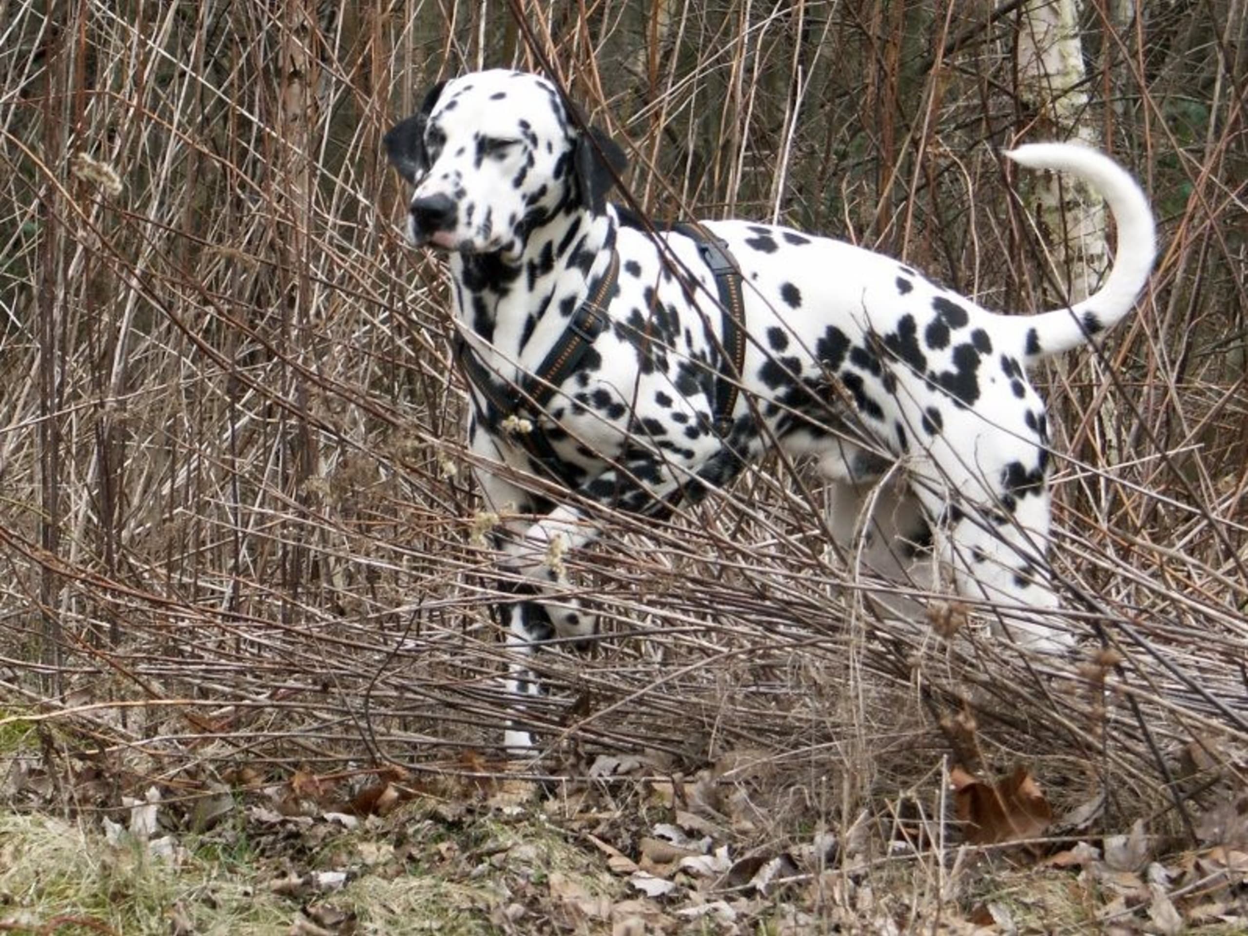 Dalmatian