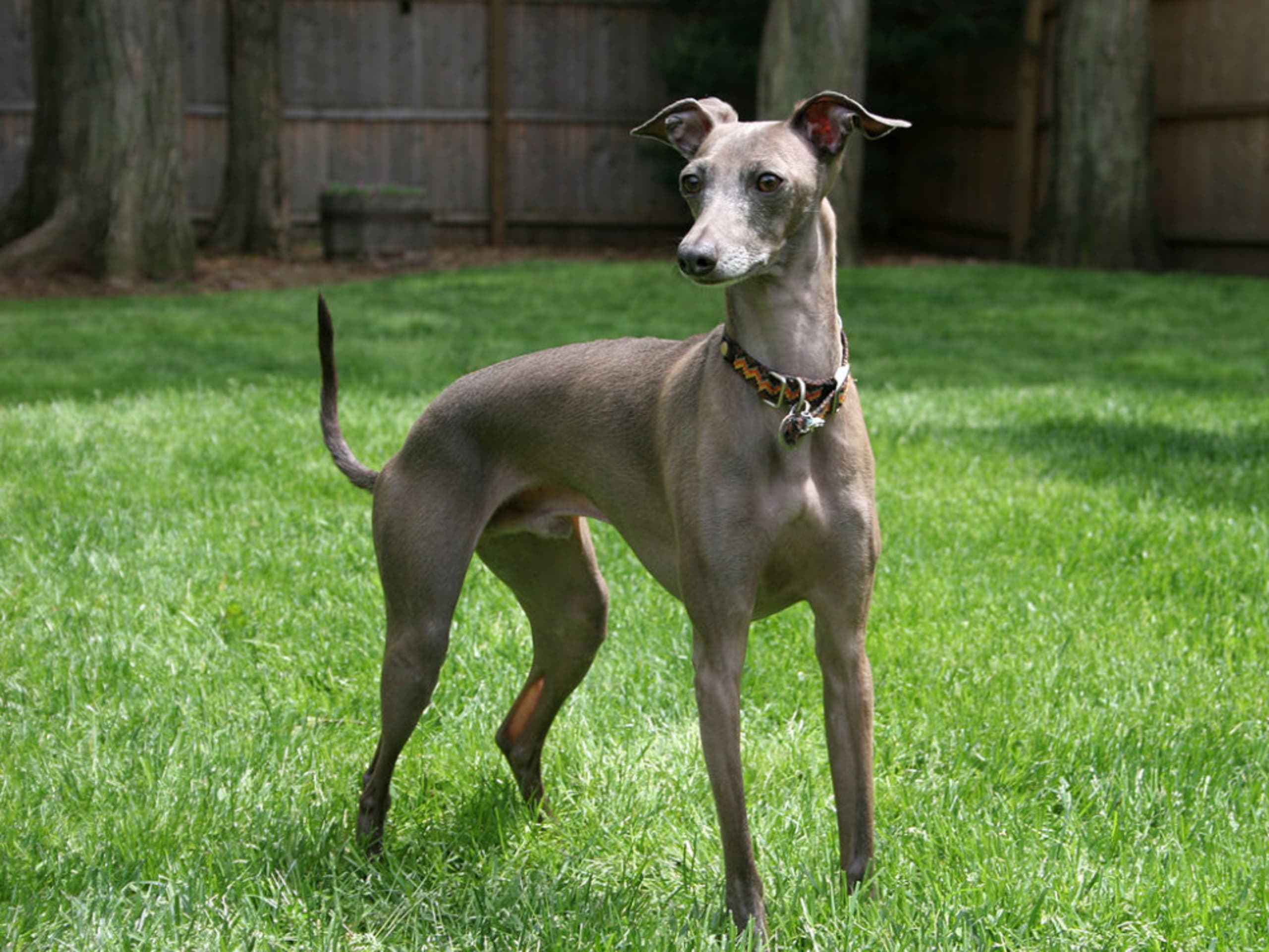 Italian Greyhound