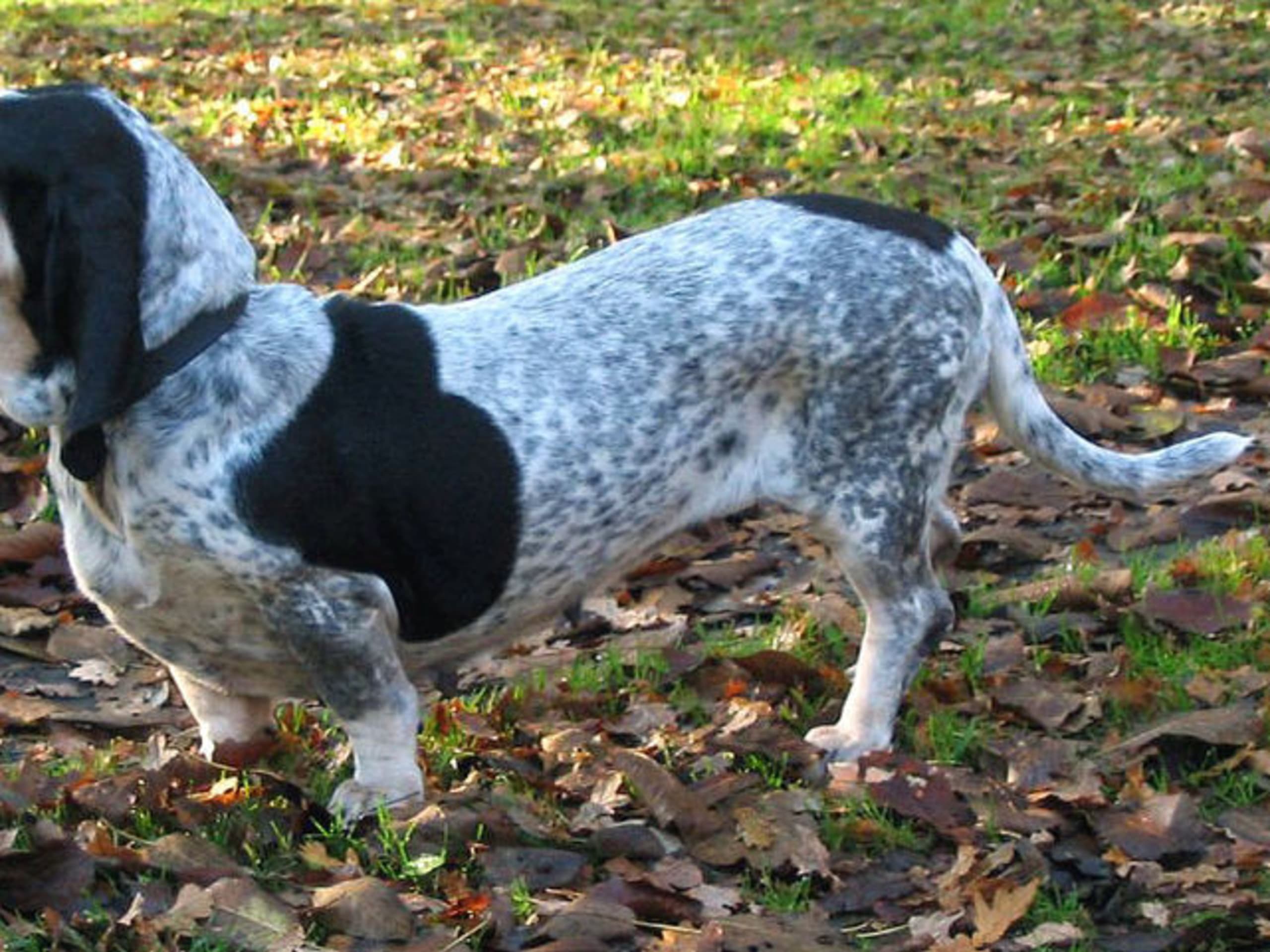 Basset Bleu de Gascogne