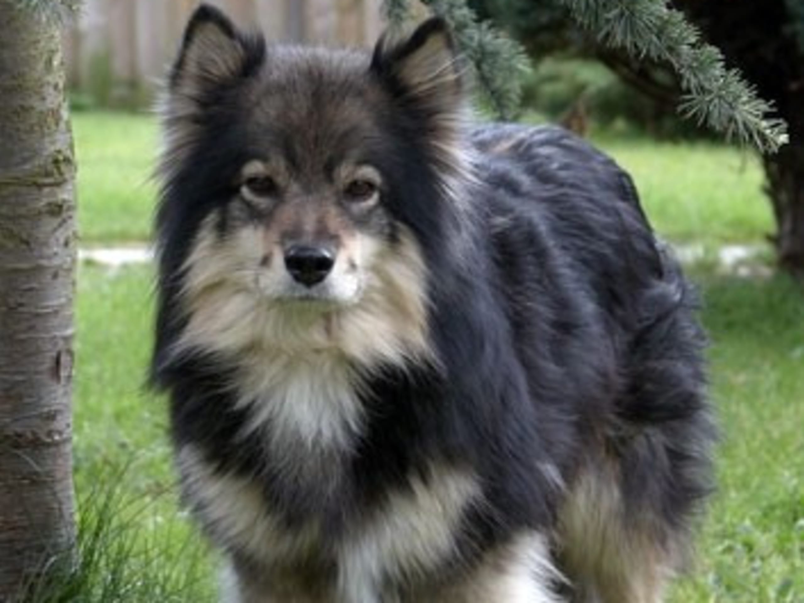 Finnish Lapphund